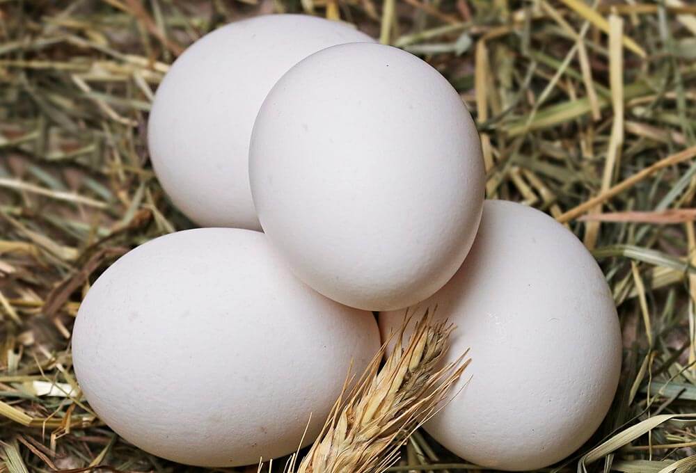 Los huevos en las dietas para personas mayores