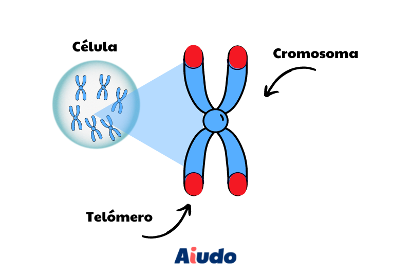 Infografía con la estructura de un telómero 